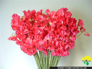 Lathyrus odoratus Maihime.JPG